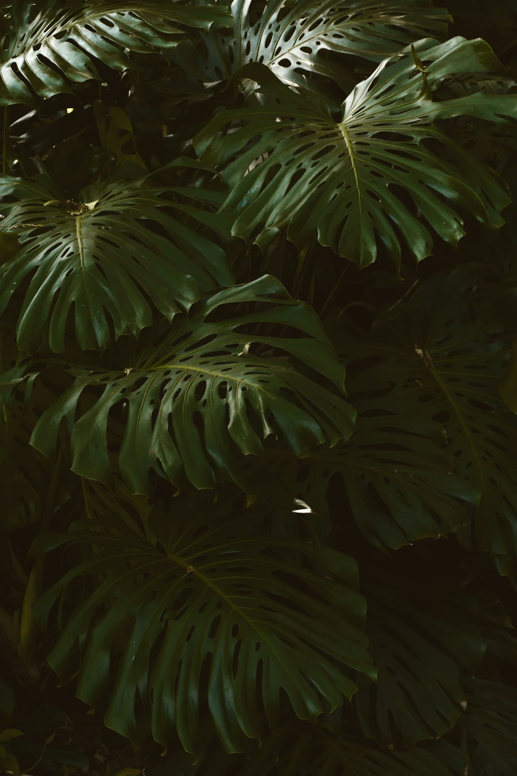 Botanics header image